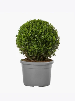 product-image-4_optimized 屏東甲蟲世界強效土