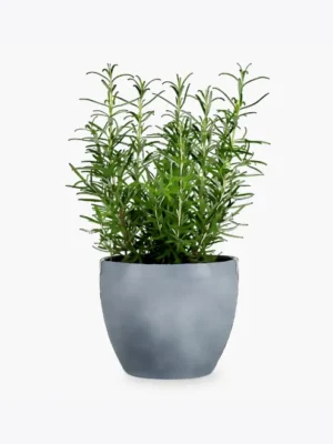 product-image-5_optimized 長頸鹿鋸鍬形蟲