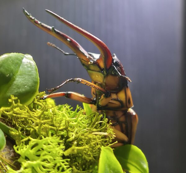 兩點鋸鍬形蟲 Prosopocoilus astacoides blanchardi